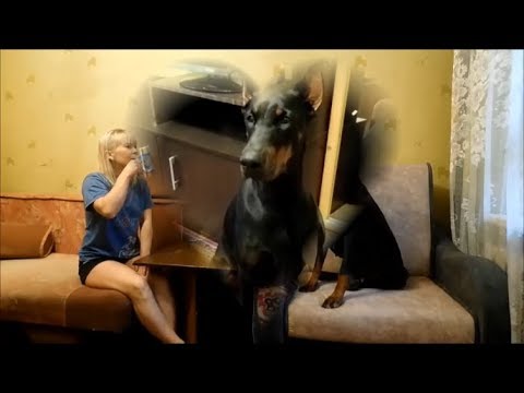 Видео: Дрессировка хозяина. Doberman