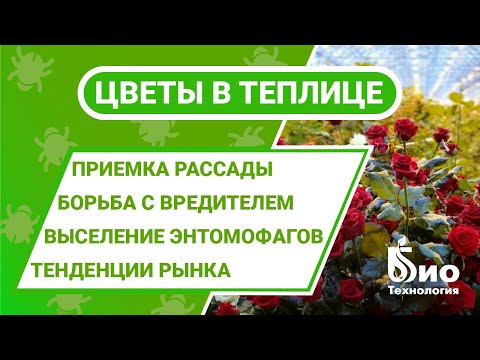 Видео: Защита роз от трипса, тли и червеца. Применение энтомофагов. Приемка рассады и обзор новых сортов