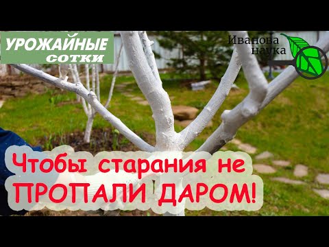 Видео: ТЕПЕРЬ БЕЛЮ ДЕРЕВЬЯ ИМЕННО ТАК!  Целых 4 лучших ОРГАНИЧЕСКИХ закрепителей побелки для деревьев.