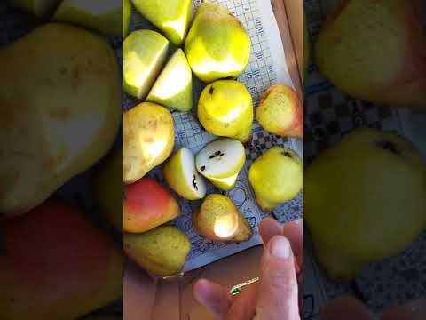 Видео: Груші Еріка і Яблунівська.