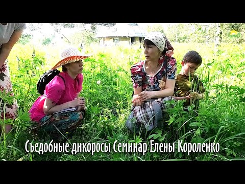 Видео: Съедобные дикоросы, салатные и лечебные травы / Семинар Елены Короленко