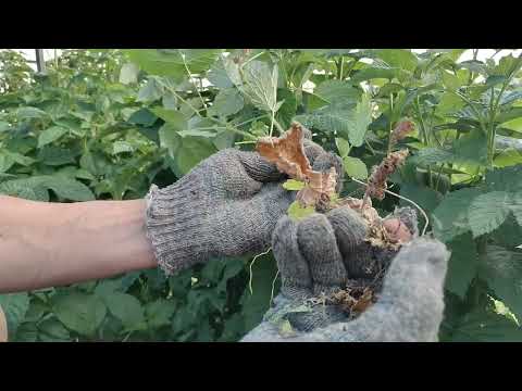 Видео: Не жди осени, прореди малину