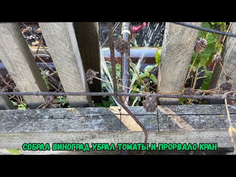 Видео: Собрал виноград убрал томаты и прорвало кран