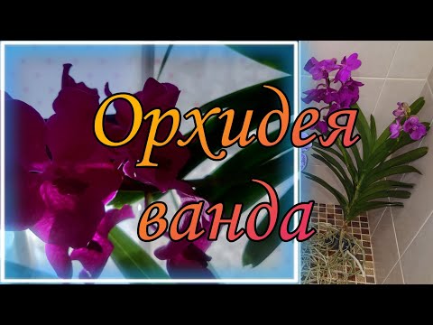 Видео: Орхидея Ванда. Уход. Минусы. Полив. Как добиться цветов? Как содержать?(подробнее в описании видео)