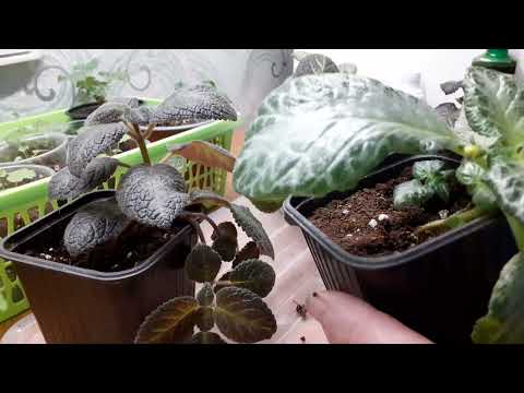 Видео: Эписция.Удобрение и содержание.Формирование красивого цветка.