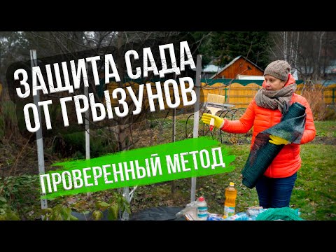 Видео: Защита сада от грызунов