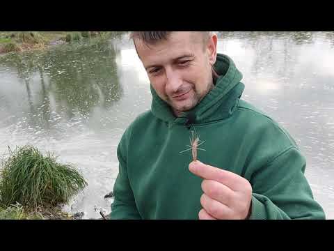 Видео: Белорусские креветки в Белоозёрске