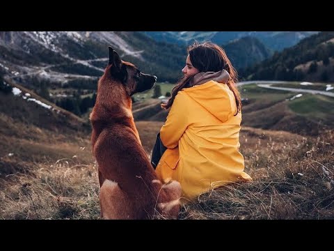 Видео: Супер Дрессированная Собака Малинуа. MALINOIS K9 (Бельгийский волк) BELGİAN SHEPPERD