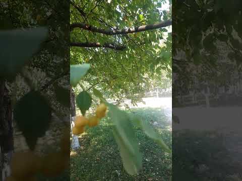 Видео: Айнур аққудың сұхбатына комментарии(2)