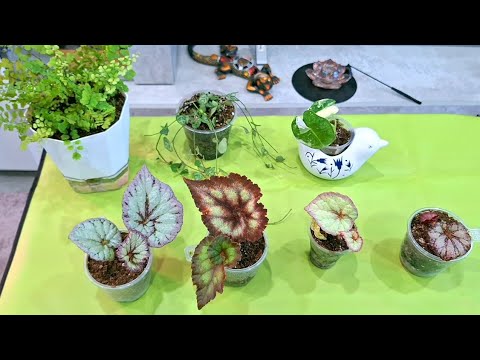 Видео: КОМНАТНЫЕ РАСТЕНИЯ(ЦВЕТЫ).ЦВЕТОЧНЫЕ ДЕЛА.