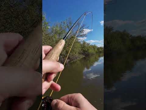 Видео: Царь голавлей  #рыбалка #ловлярыбы #fishing #голавль #chub #нахлыст #flyfishing