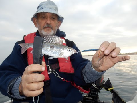 Видео: Окунь-смарида на пилькера 08.11.2017г