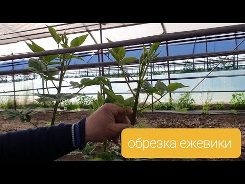 Видео: Как обрезать ежевику, чтобы получить качественную ягоду и компактный куст.