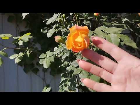 Видео: Жёлтые розы в моём саду.