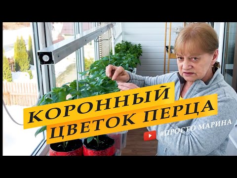 Видео: Коронный цветок у перца. Удалять или нет.