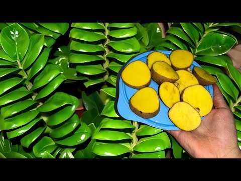 Видео: ДОЛЛАР ГҮЛІНІҢ ЖАҚСЫ КӨРЕТІН ТЫҢАЙТҚЫШЫ!