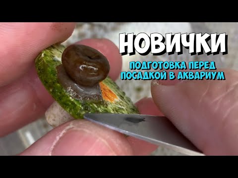 Видео: Подготовка кораллов перед посадкой в аквариум | Морской аквариум