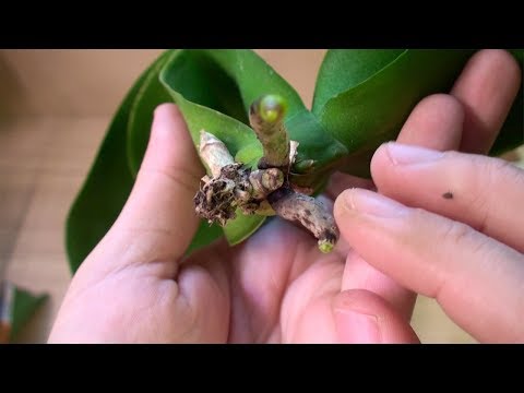 Видео: ОРХИДЕЯ без КОРНЕЙ, первый итог на КЕРАМЗИТЕ