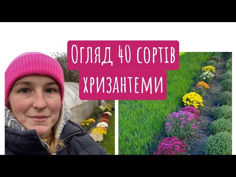 Видео: Огляд 40 сортів хризантеми. 12 листопада 2024 р