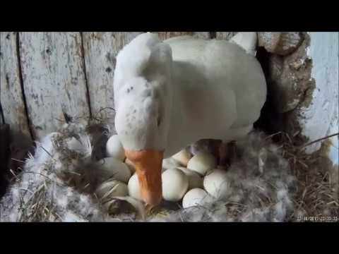 Видео: Инкубаторские гуси вывели потомство