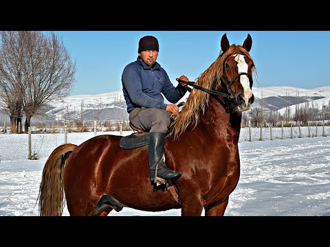 Видео: АТ УШУНЧАЛЫК БОЛОТ 🤯 #байтв
