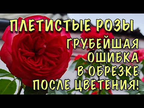 Видео: ГРУБЕЙШАЯ ОШИБКА, которая ЛИШАЕТ ВАС ЦВЕТОВ! Как ПРАВИЛЬНО обрезать ПЛЕТИСТЫЕ РОЗЫ после цветения