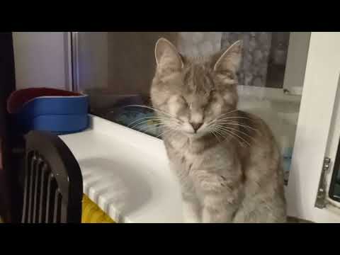 Видео: Дымка. Дымуська. Дымуха.История спасения.