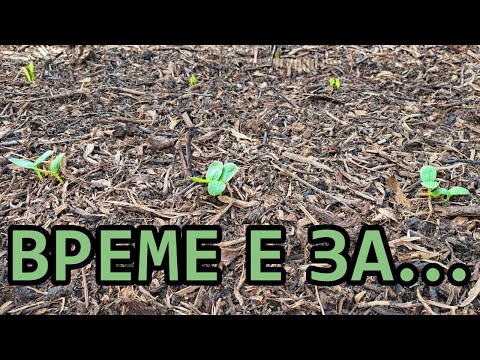 Видео: Посяване на дини, пъпеши и тикви в лехи от дървен чипс и...