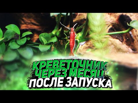 Видео: Креветочник 30л Через месяц после запуска