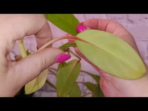 Видео: Папоротники и другие комнатные растения на 20.07.24