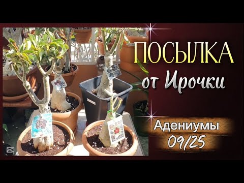 Видео: Драгоценности из Греции! Адениумы от Иры