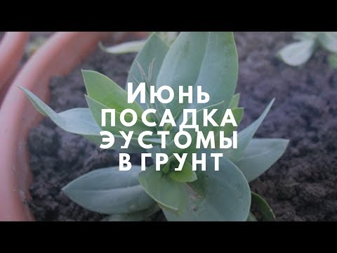 Видео: Июнь. Посадка эустомы в грунт