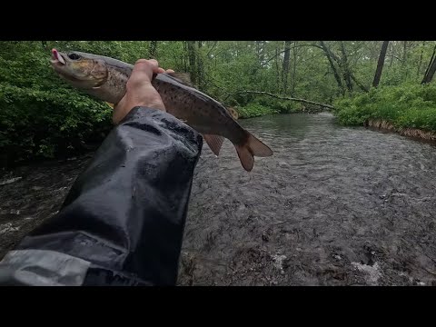 Видео: РЫБАЛКА НА БИКИНЕ ПОШЛА НЕ ПО ПЛАНУ,РЫБА УТОНУЛА.#рыбалка #рыба #fishing