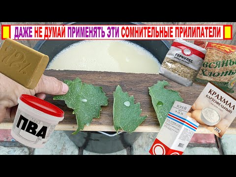 Видео: 🍇 Осторожно! Даже не думайте ТАК ПРИМЕНЯТЬ ПРИЛИПАТЕЛИ на винограде. Подумайте, а нужно ли ЭТО!