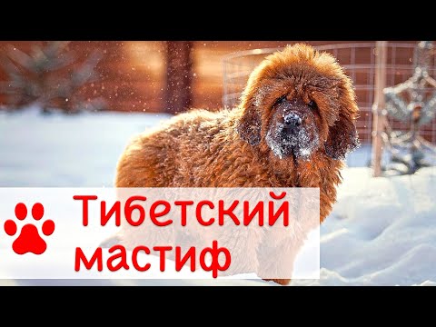 Видео: Тибетский мастиф | Все о породе