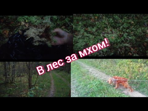 Видео: В лес за мхом!