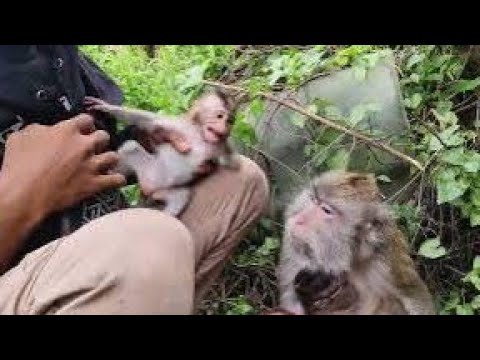 Видео: Малыш Лаки не хочет, чтобы его выпускали обратно в лес.