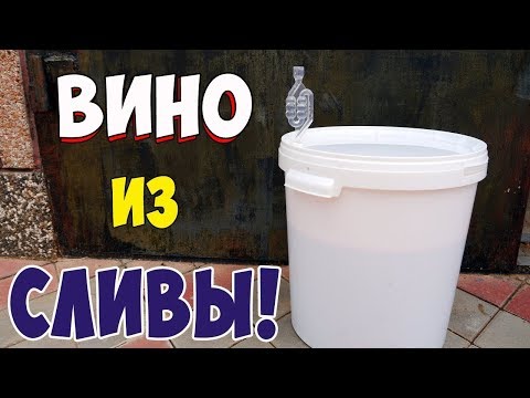 Видео: ВИНО ИЗ СЛИВЫ / Сливовое вино ПРОСТОЙ РЕЦЕПТ Часть 1