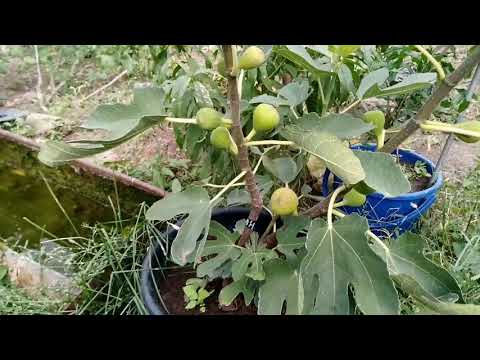 Видео: Инжир в средней полосе на нашем участке.