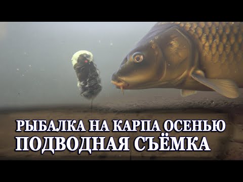 Видео: КАРП ОСЕНЬЮ c ПВА: ПОДВОДНАЯ СЪЁМКА! (Секреты ловли в холодной воде)