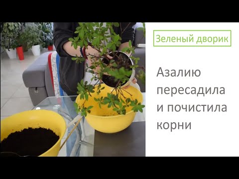 Видео: Азалию пересадила и почистила корни