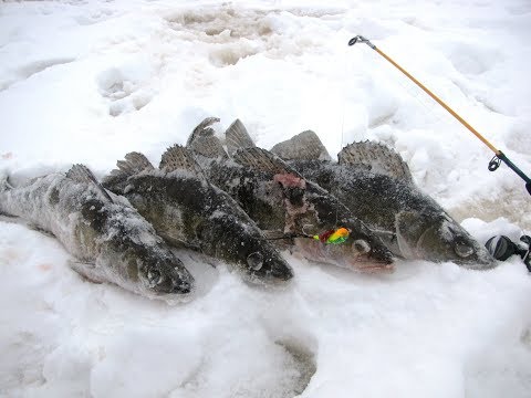 Видео: Ловля крупного судака. Как ловить судака. Судак на козу / Судак зимой