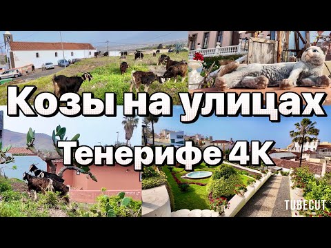 Видео: Где настоящий ТЕНЕРИФЕ  La Oratava vs La Luz  #таещекулинарка