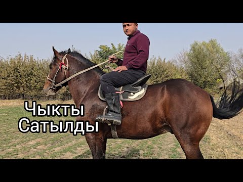 Видео: Бүгүн 1 ноября 2025 Улагы ишеништү тамай Ат сатуга чыкты #жылкыбазар #атбазар #арабскиелошади 