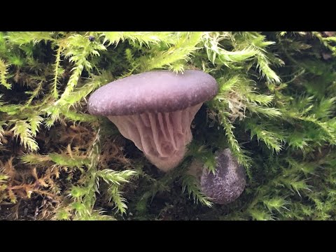 Видео: НЕОБЫЧНЫЕ ЗИМНИЕ ГРИБЫ В ДЕКАБРЕ