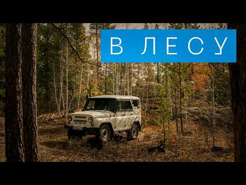 Видео: В ЛЕСУ