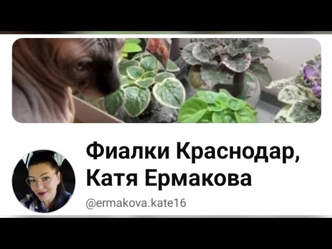 Видео: Фиалки, посадки-пересадки