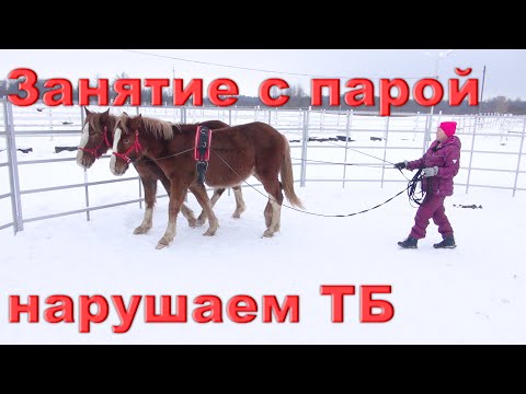 Видео: Начало работы с парой лошадей в "бочке". Нарушаем ТБ.