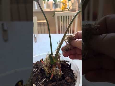 Видео: Антуриум Фламинго Оранж🧡