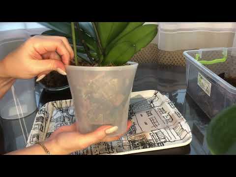 Видео: Пересадка Орхидей